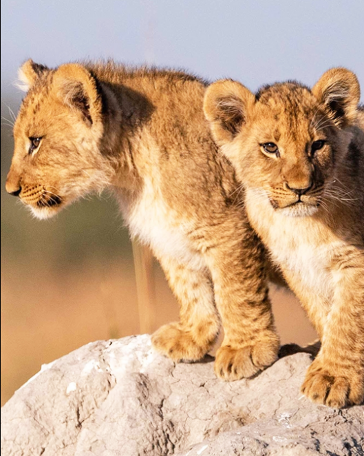 Masai Mara Keniya Tour